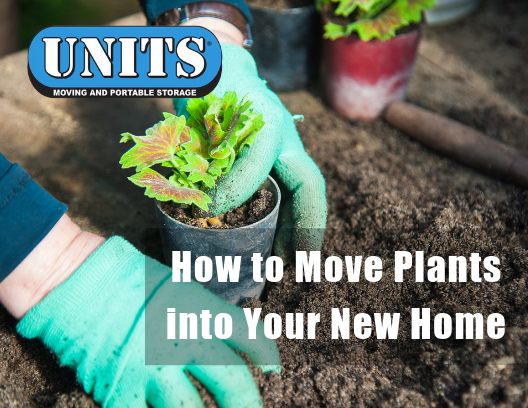 How to Move Plants into Your New Home | UNITS of Milwaukee